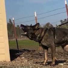 Silver sables would have the opposite effect and be born dark. Bellevue German Shepherds Akc Silver Sable And White German Shepherds Home Facebook