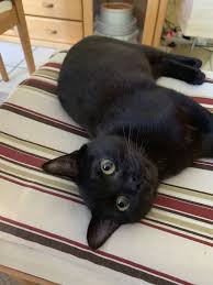 Cat Cats Cute Kitten Blackcat Cats Kitten Cat S