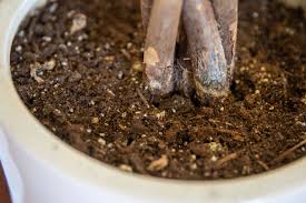 This provides a three dimensional look to the landscaping as well as insuring good you can also use larger rocks to help reinforce and define the landscape. Potting Soil For Indoor And Container Plants