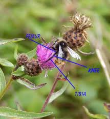 First known use of bee's knees. Do Bees Have Knees Answer Yes Here S An Explanation And Diagram