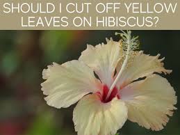 Hibiscus require full sun to produce good flowering wood, so the plant could be growing in a shady position, otherwise the plant has been infested with tip‑borer. What Causes Leaves On Hibiscus To Turn Yellow