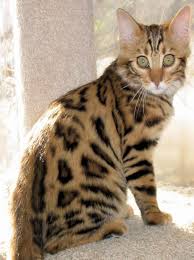 Khemara Sakima X Sakia Cashmere Bengal Cats Bengal Cat Bengal Kitten
