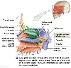 The skull base consists of several bones that form the bottom of the head and the bony ridge behind the eyes and nose. A Sagittal Section Through The Skull Showing The Nasal Complex Human Body Lesson Plans Medical Anatomy Human Body Lesson