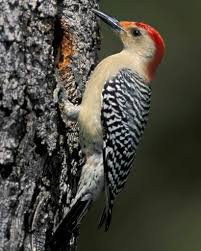 Northern Flicker Brown Bird With Red Spot On Back Of Head Red Chested Woodpecker Also Has A Red Head Woodpecker Birds Butterflies Birds