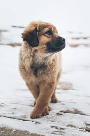 Enjoying The Snow Sevimli Kopek Yavrulari Yavru Kopek Kangal Kopegi