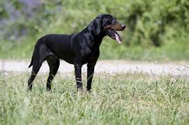 The breed is used to hunt fox, hare, and small game, o. Lovac Info Portal Crnogorski Gonic Montenegrin Mountain Hound
