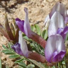 Image result for Astragalus