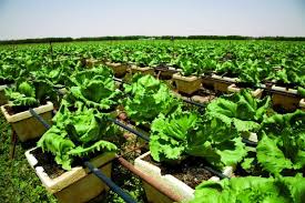 Elite agro llc is a company registered in united arab emirates. Uae S Elite Agro Khalifa Fund Partner To Enhance Food Security