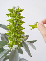 Image result for Crotalaria chirindae
