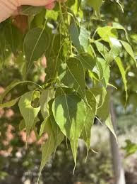 Image result for Brachychiton