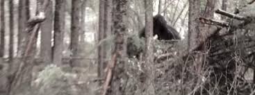 Ohio bigfoot/ Dogman: The activity that we captured on film is some of the  best proof.