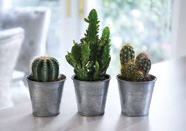 Wider columnar cacti are harder to root. How To Grow Cacti And Succulents Thompson Morgan