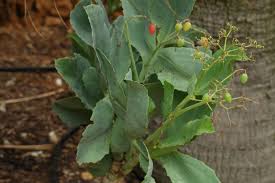 Image result for Cyphostemma congestum