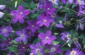 Particularité de l'espèce clematis viticella : Bonanza Evipo 031 Donahue S Greenhouse