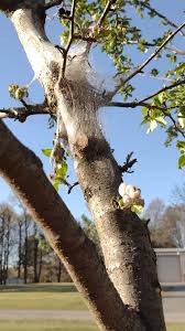 Image result for Erianthemum virescens