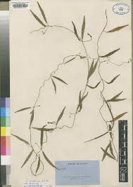 Image result for Ceropegia meyeri-johannis