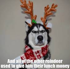 He Wasn T Playing Reindeer Games Christmas Dogs Funny Love Your Pet Funny Pictures