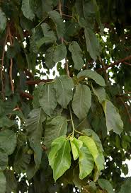 Image result for Milicia excelsa