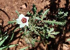 Image result for Hibiscus tridactylites