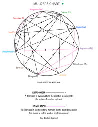 Nutrient Function Interactions