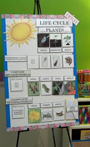 Active Anchor Chart Life Cycle Treetopsecret Education