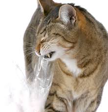 It's fun and taste good! Why Do Cats Like Plastic Bags Thriftyfun
