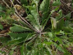 Image result for Bothriocline quercifolia