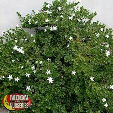 In the spring, trees are often smaller than trees shipped in the fall. Tuttlei Natal Plum Hedges Moon Valley Nurseries