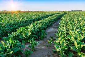 Image result for sugar beet