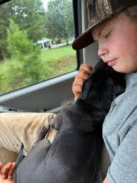 Found this dog a couple months ago in bostic sweet dog we went door to door  trying to find owners and made post about him with no luck and we can no