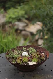 Dekoschale Aus Rostmetall Mit Dachwurz Garten Dachwurz Pflanzen