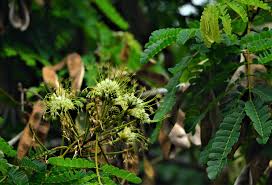 Image result for Albizia petersiana