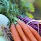 11-17-2025 Basic Vegetable Gardening - Daniel A Cannon Memorial Library, 33701 Co Rd 52 Event Image