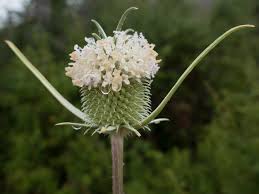 Image result for Dipsacus pinnatifidus