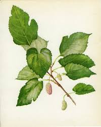 Vintage Tree Print White Mulberry Botanical Book Plate 77 Ornamental Nature Landscape Framing 1969 Choc Botanical Prints Mulberry Leaf Tree Print