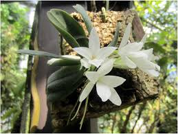 Image result for Aerangis