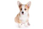 Cardigan Welsh Corgi Dog Breed Information