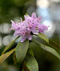 Image result for Rytigynia lewisii