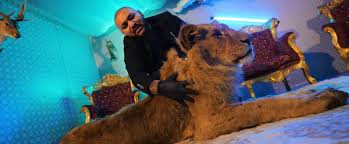 Lui daniel mocanu a fost deschis un dosar penal după ce acesta a publicat un videoclip în care apărea alături de un leu vizibil rănit și subnutrit. Cum Va Fi Pedepsit Dani Mocanu DupÄƒ Episodul Cu Leul RÄƒnit MascaÈ›ii Au Venit In CÄƒutarea Leului Desprevedete
