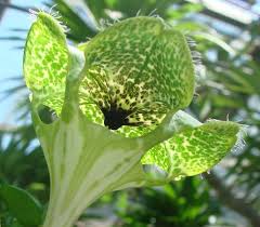 Image result for Ceropegia monteiroae