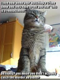 Stating The Obvious Lolcats Lol Cat Memes Funny Cats Funny Cat Pictures With Words On Them Funny Pictures Lol Cat Memes Lol Cats