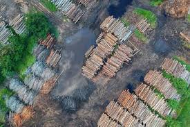 ~hutan merupakan warisan semulajadi yang berharga dan perlu dilindungi. Cari Jawaban Soal Kelas 4 Tema 9 Perubahan Lingkungan Alam Akibat Penebangan Pohon Di Hutan Secara Liar Semua Halaman Bobo