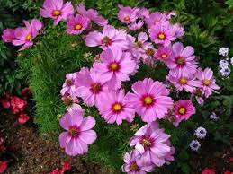 14000 Seeds 100 Grams Garden Cosmos Bipinnatus By Seedsshop 13 90 Wildflower Seeds Seeds Cosmos Plant