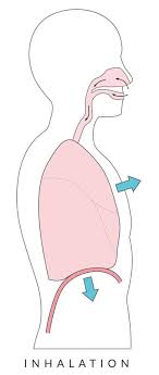 How Lungs Work Kids Discover Lunges Kids