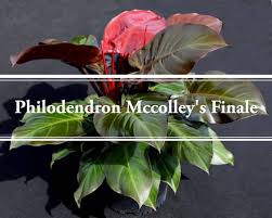 Jul 27, 2020 · the brandtianum's unique variegation attracts attention: Philodendron Mccolley S Finale The Colorful Hybrid Gardening Brain