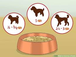 How To Care For A Poodle 14 Steps With Pictures Wikihow