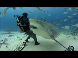 Covering the springboks, bulls, stormers/western province, sharks, cheetahs, kings and lions, as well as schools and club rugby. Bull Sharks Jonathan Bird S Blue World Youtube