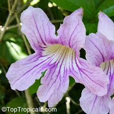 Image result for Bignonia callistegioides