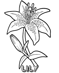 It is also associated with majesty and purity. Quality Lily Flower Coloring Sheet