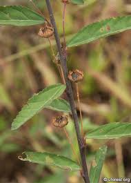 Image result for Sida rhombifolia